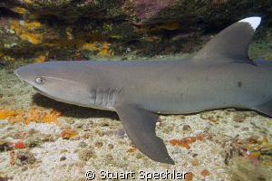 Whitetip reef shark, just chillin' in the Galapagos. by Stuart Spechler 